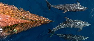 Environmental protection: underwater noise and noise in port