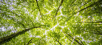 New US Inflation Reduction Act 2022 invests $450 million to support sustainable forests 